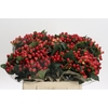Hypericum True Romance
