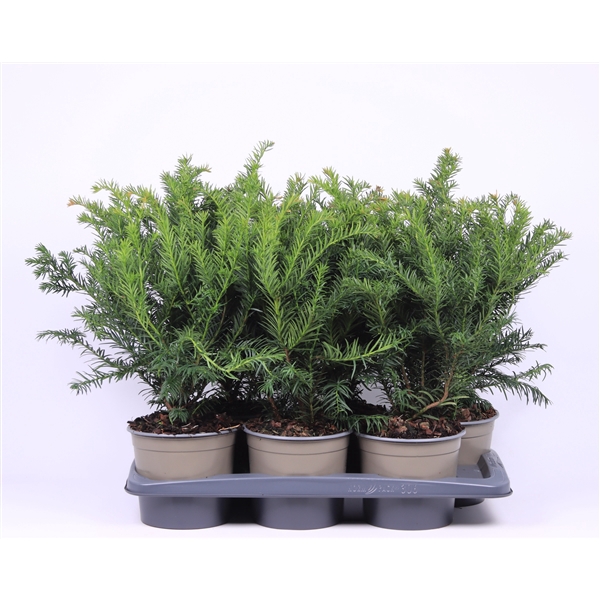 <h4>Taxus baccata 'Repandens'</h4>