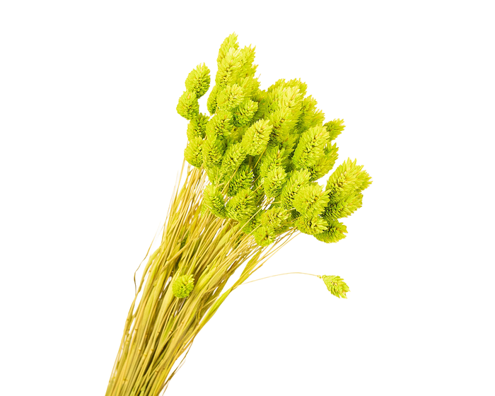 <h4>Phalaris Green</h4>