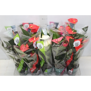 ANTHURIUM VARIADO P12