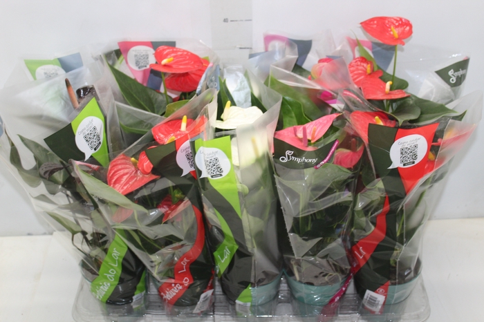 <h4>ANTHURIUM VARIADO P12</h4>