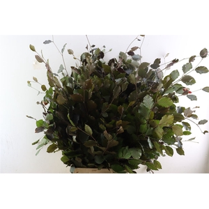 Fagus Sylvatica [beuk]
