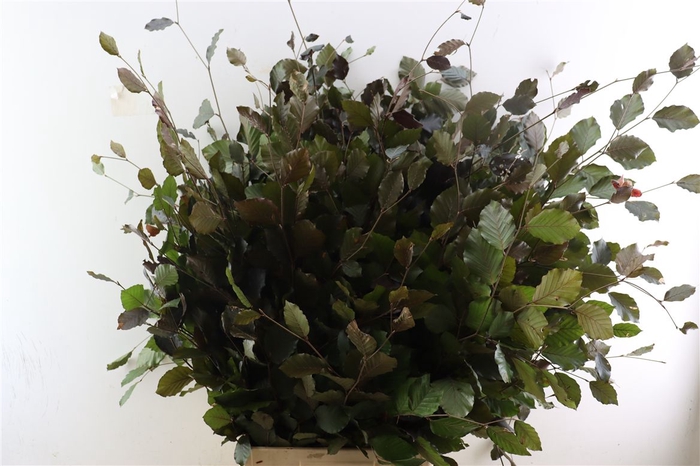 Fagus Sylvatica [beuk]