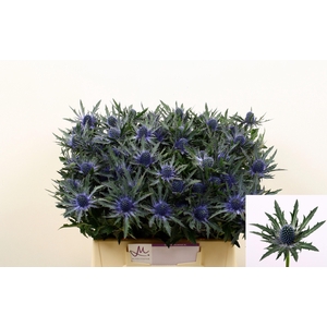 Eryngium Orion Questar