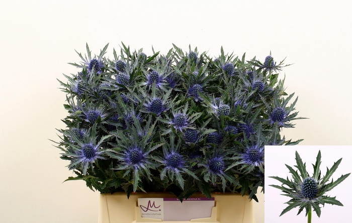 <h4>Eryngium Orion Questar</h4>