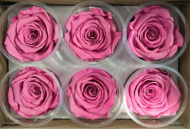 <h4>Roos XL Bic-08</h4>