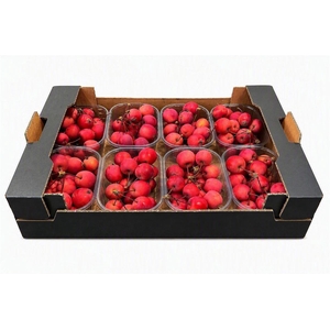 Sier Malusappel Red X8