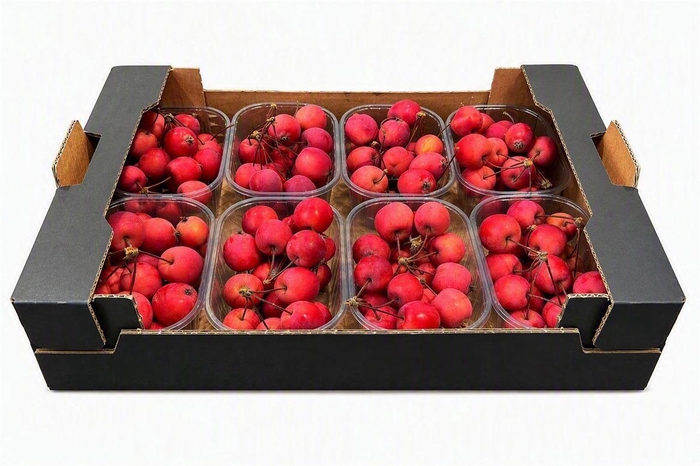 <h4>Sier Malusappel Red X8</h4>