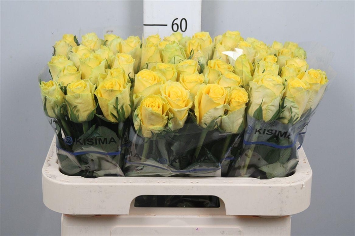 <h4>R Gr Good Times</h4>