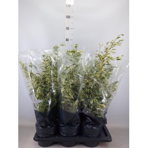 Ficus benja. 'Twilight'