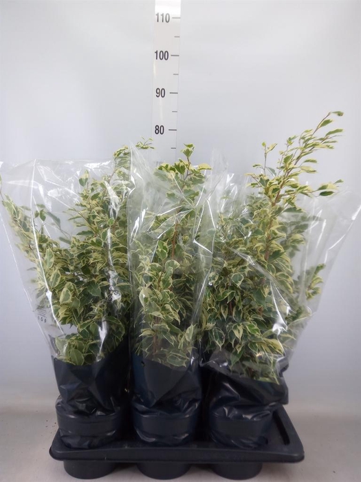 <h4>Ficus benja. 'Twilight'</h4>