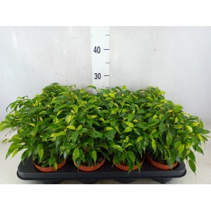 Ficus benja. 'Green Kinky'