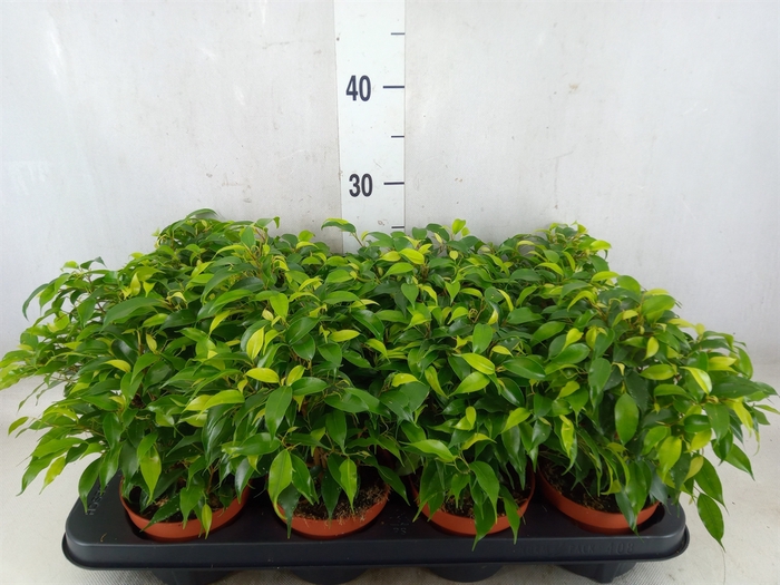 <h4>Ficus benja. 'Green Kinky'</h4>
