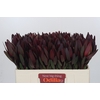 Leucadendron Saf Sunset Dark R.