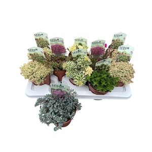 SEDUM OV