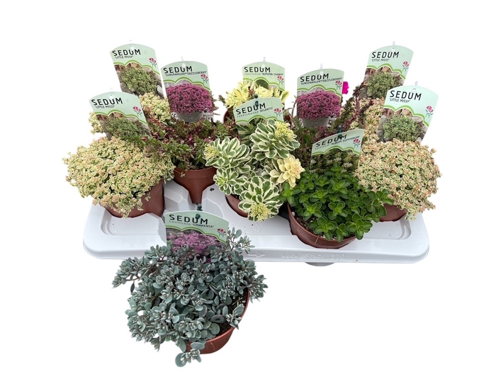 <h4>SEDUM OV</h4>