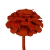 Pine cone cut 5-7cm on stem Orange