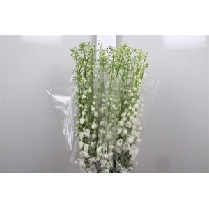 Delph Du Guard White