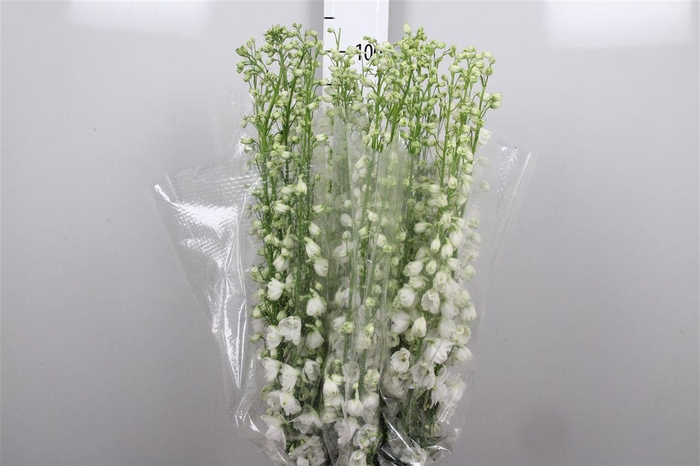 <h4>Delph Du Guard White</h4>