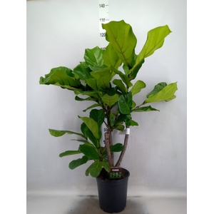 Ficus lyrata