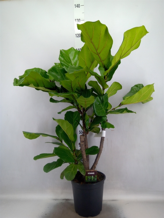 <h4>Ficus lyrata</h4>