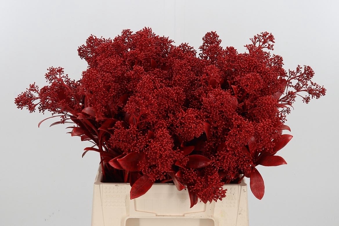 <h4>Skimmia Kl Bh Rood</h4>