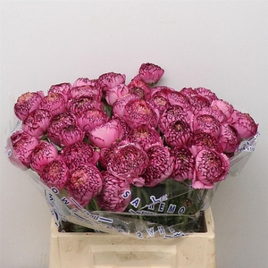 Ran Su Sr Picote Purple 1a