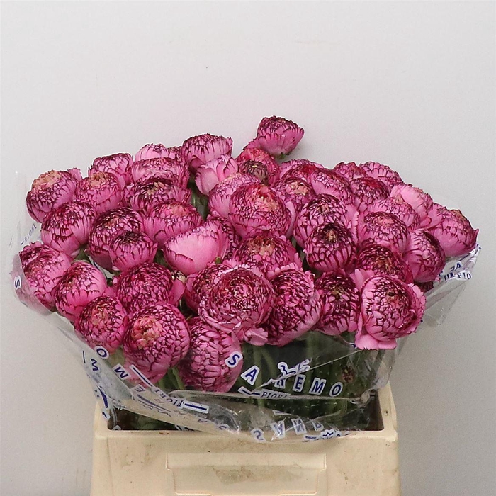 <h4>Ran Su Sr Picote Purple 1a</h4>