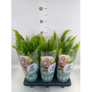 Nephrolepis exal. 'Green Lady'