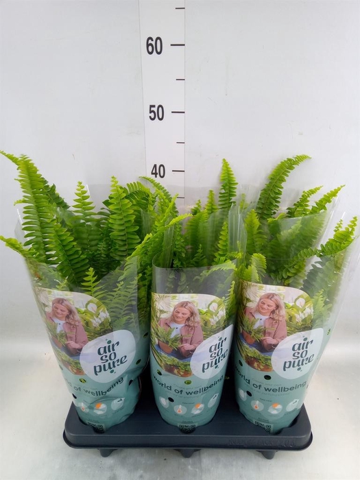 <h4>Nephrolepis exal. 'Green Lady'</h4>