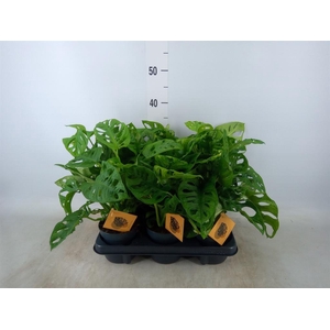 Monstera obliqua 'Monkey Mask'