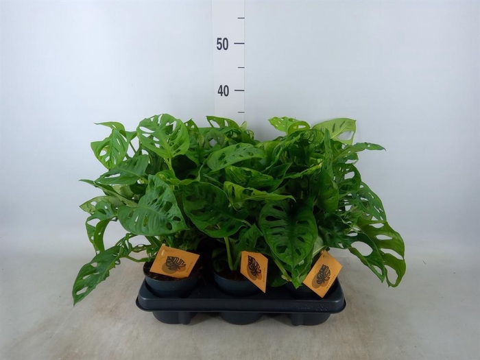 <h4>Monstera obliqua 'Monkey Mask'</h4>