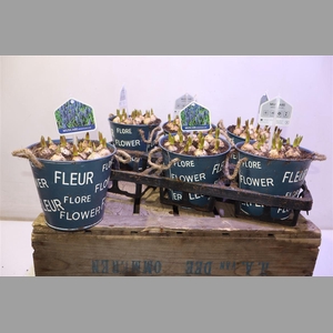 Arr Muscari In Zinken Pot