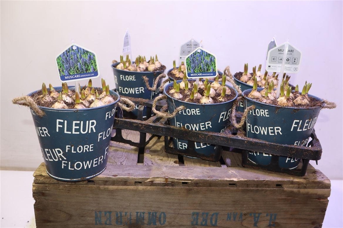 <h4>Arr Muscari In Zinken Pot</h4>