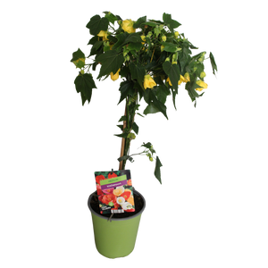 Stam 19cm Abutilon Yellow