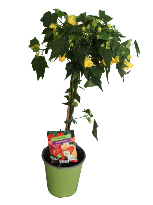 <h4>Stam 19cm Abutilon Yellow</h4>
