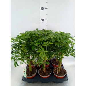 Schefflera arbor. 'Luseana'