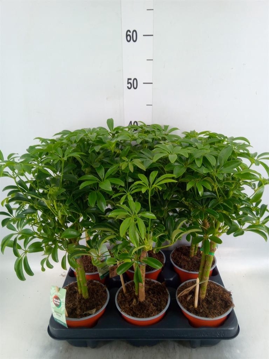 <h4>Schefflera arbor. 'Luseana'</h4>