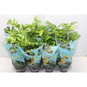 PHILODENDRON MINIMA P15