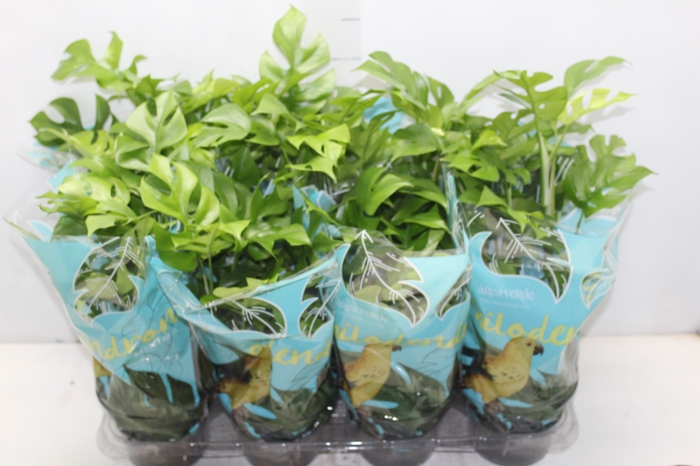 <h4>PHILODENDRON MINIMA P15</h4>