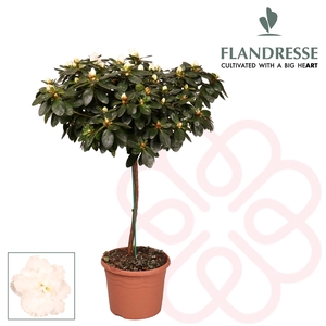 RHODO STEM WHITE