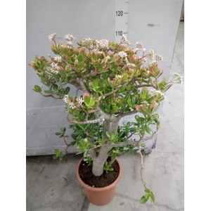 Crassula ovata 'Sunset'