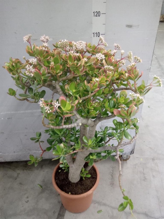 <h4>Crassula ovata 'Sunset'</h4>