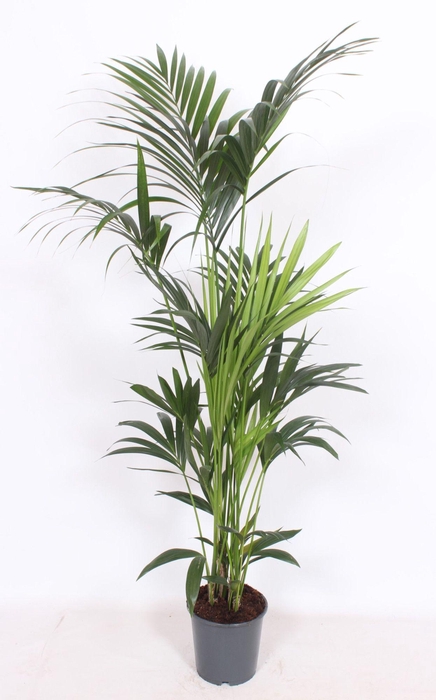 <h4>Howea forsteriana 6 per pot</h4>