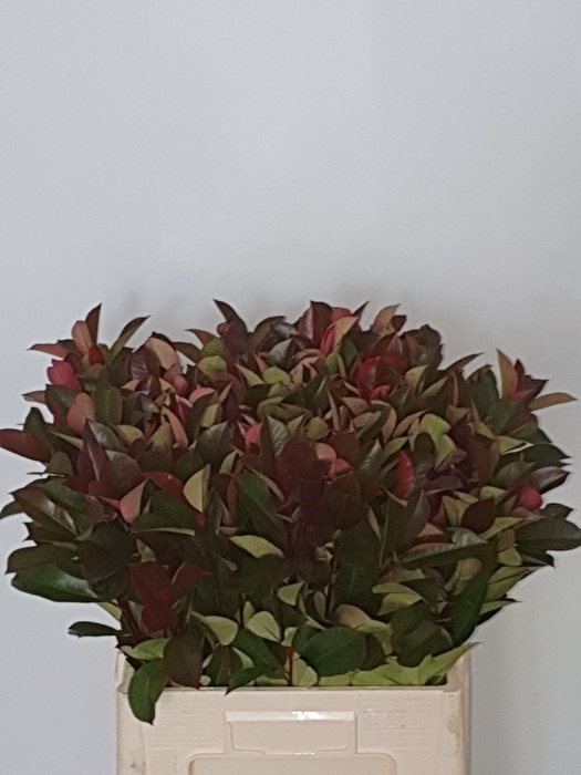 <h4>PHOT X F RED ROBIN</h4>