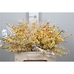 Ilex Ve Mag Cresgold