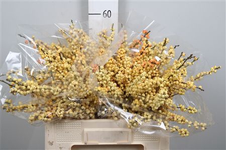 <h4>Ilex Ve Mag Cresgold</h4>