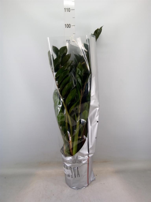<h4>Zamioculcas zamiifolia 'Super Nova'</h4>