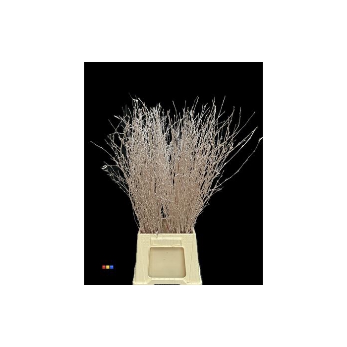 <h4>Betula / Berkentak Champagne</h4>
