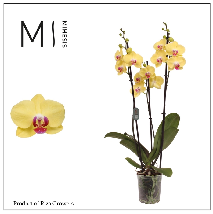 <h4>Phalaenopsis Miraflore 3 spike - 12cm | Mimesis</h4>